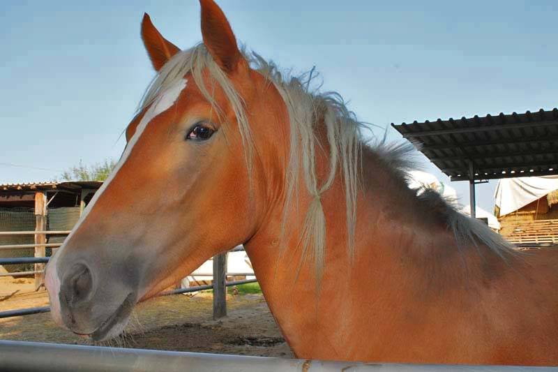 Pensione Cavalli Pensione Cavalli