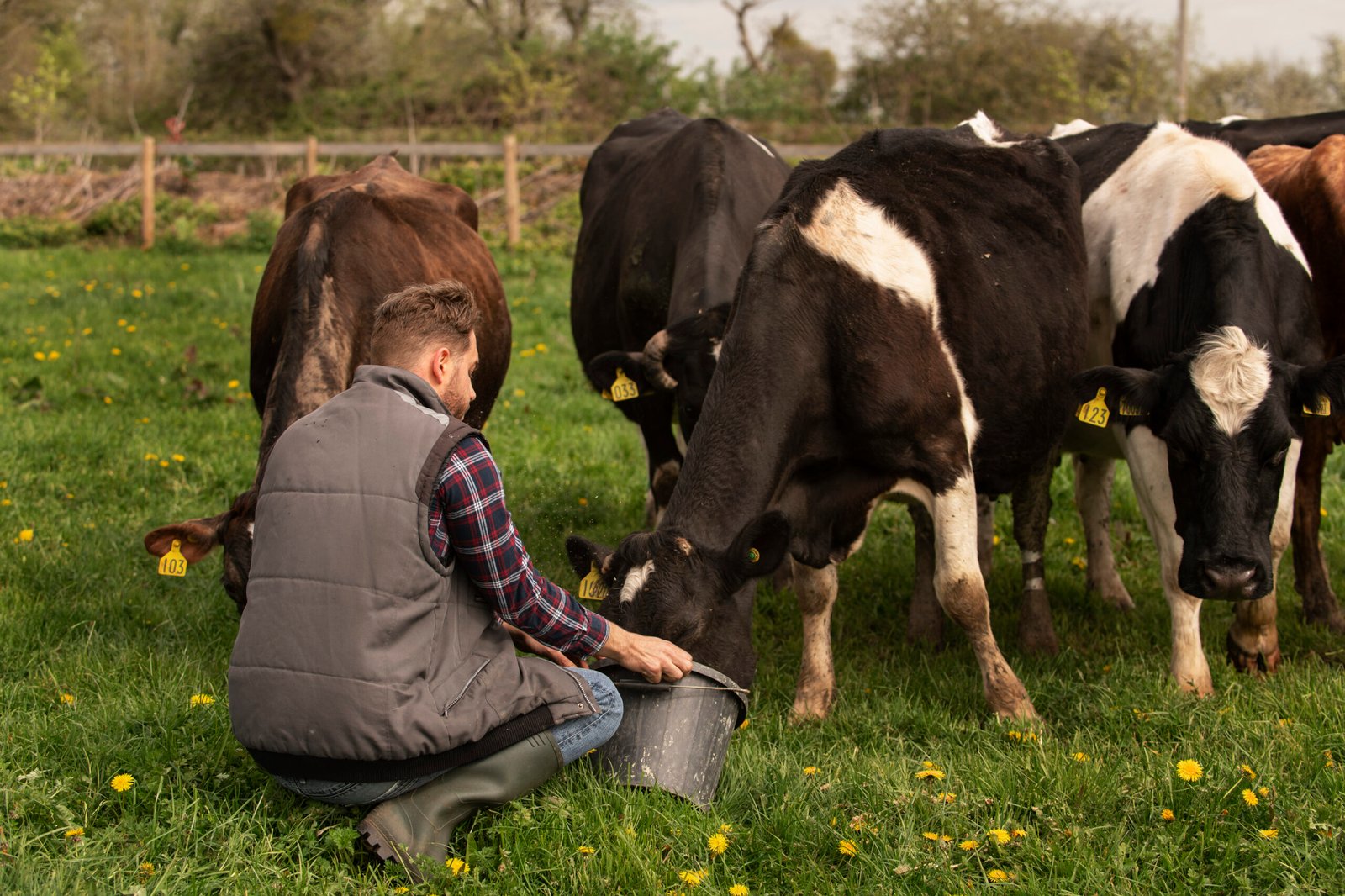 Azienda Agricola Piolanti Macelleria mungitura